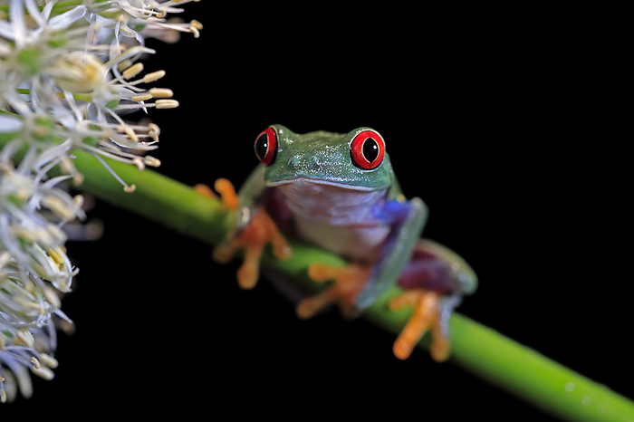 Rotaugenlaubfrosch Red eyed tree frog,  Agalychnis callidryas , adult on green trunk, captive, Central America