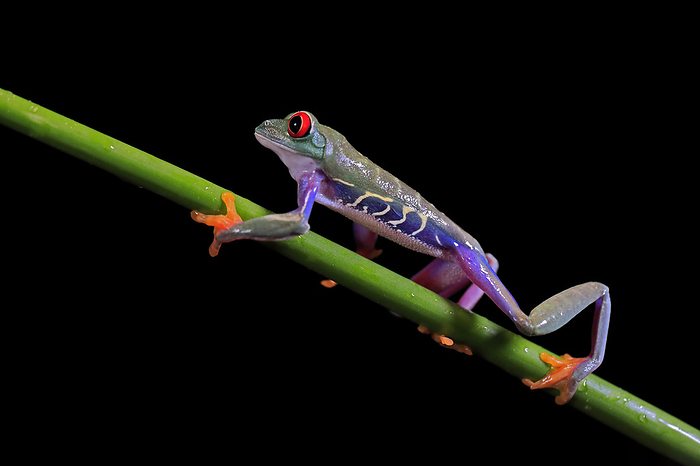 Rotaugenlaubfrosch Red eyed tree frog,  Agalychnis callidryas , adult on green trunk, captive, Central America