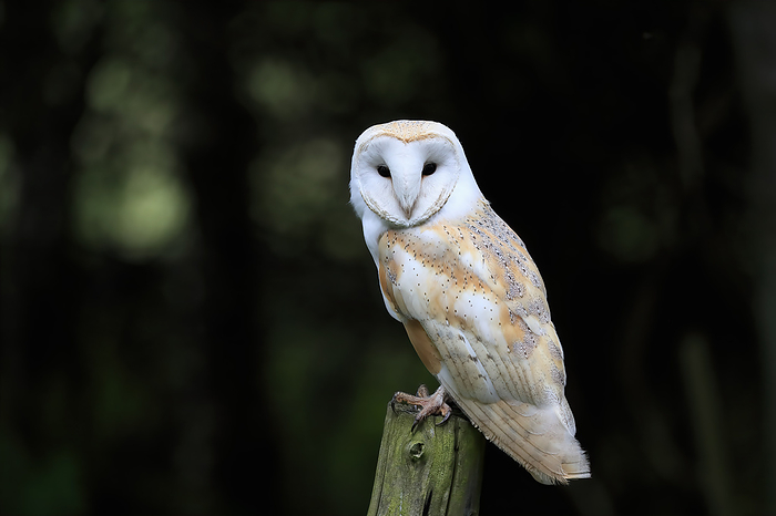 Schleiereule Barn Owl,  Tyto alba , adult on branch, Lowick, Scotland, Europe