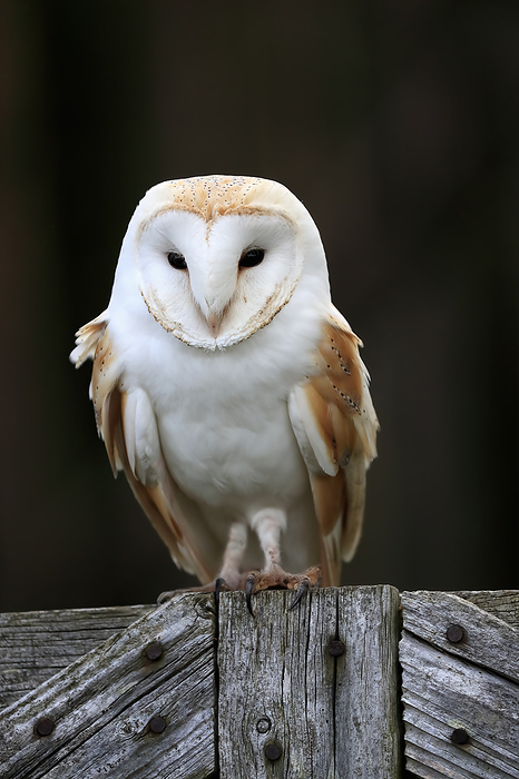 Schleiereule Barn Owl,  Tyto alba , adult on fence, Lowick, Scotland, Europe