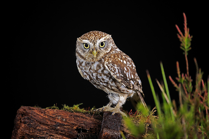 Steinkauz Little owl,  Athene noctua , adult alert on tree trunk at night, Lowick, Scotland, Europe
