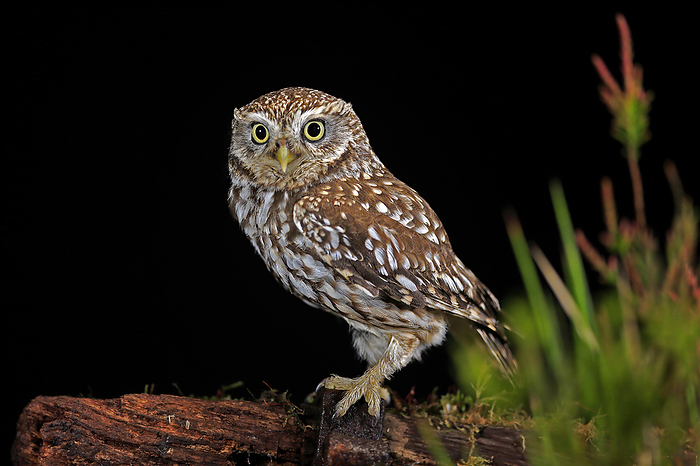 Steinkauz Little owl,  Athene noctua , adult alert on tree trunk at night, Lowick, Scotland, Europe