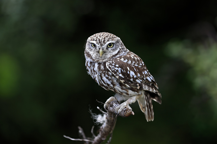 Steinkauz Little owl,  Athene noctua , adult alert on branch, Lowick, Scotland, Europe