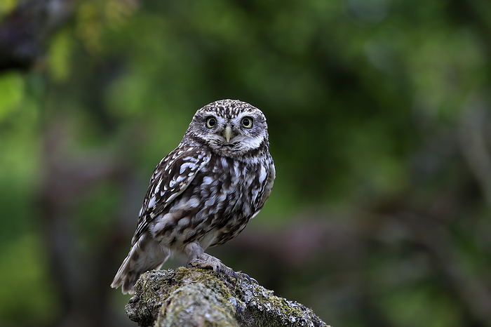 Steinkauz Little owl,  Athene noctua , adult alert on tree trunk, Lowick, Scotland, Europe
