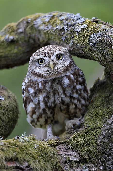 Steinkauz Little owl,  Athene noctua , adult alert on tree trunk, Lowick, Scotland, Europe