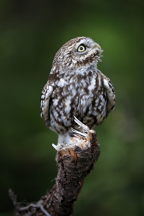 Steinkauz Little owl,  Athene noctua , adult alert on branch, Lowick, Scotland, Europe