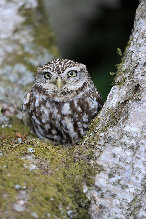 Steinkauz Little owl,  Athene noctua , adult alert on tree trunk portrait, Lowick, Scotland, Europe