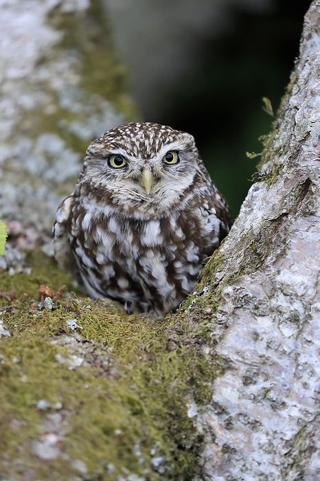 Steinkauz Little owl,  Athene noctua , adult alert on tree trunk portrait, Lowick, Scotland, Europe