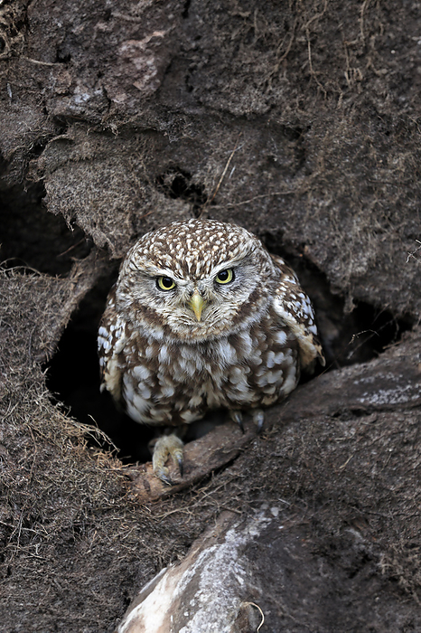 Steinkauz Little owl,  Athene noctua , adult alert at breeding burrow, Lowick, Scotland, Europe