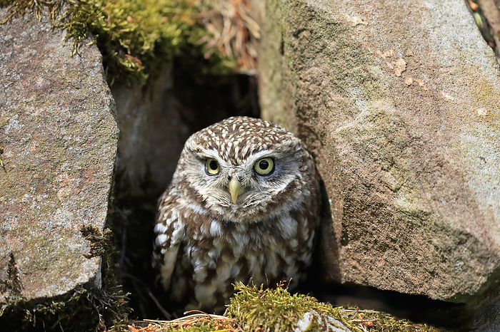 Steinkauz Little owl,  Athene noctua , adult alert at breeding burrow portrait,  Lowick, Scotland, Europe