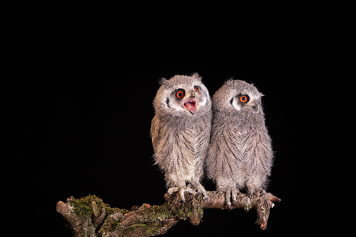 Suedbuescheleule Southern White Faced Owl,  Ptilopsis granti , two young siblings sitting on branch at night calling, captive, Africa