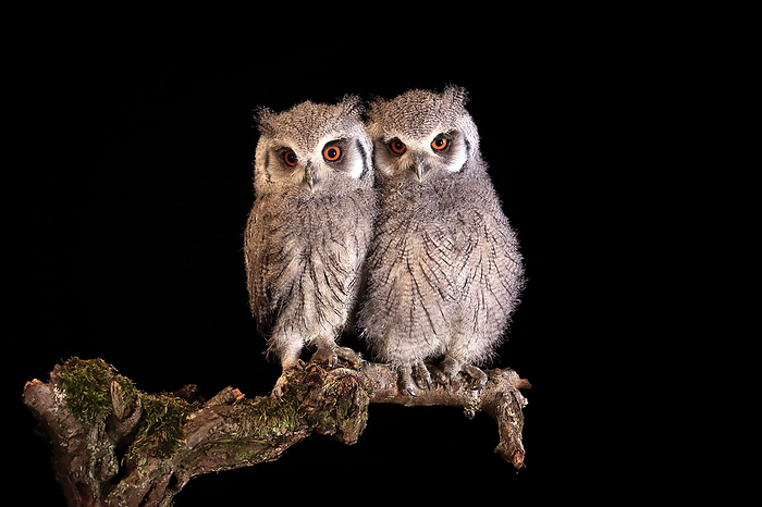 Suedbuescheleule Southern White Faced Owl,  Ptilopsis granti , two young siblings sitting on branch at night, captive, Africa