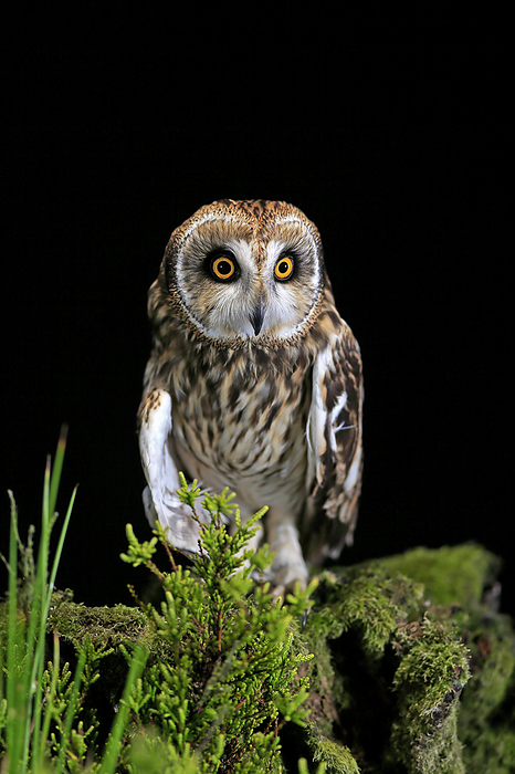 Sumpfohreule Short eared owl,  Asio flammeus , adult sitting on branch at night alert, Great Britain, Europe