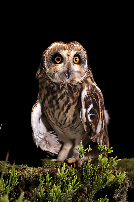 Sumpfohreule Short eared owl,  Asio flammeus , adult sitting on branch at night calling, Great Britain, Europe