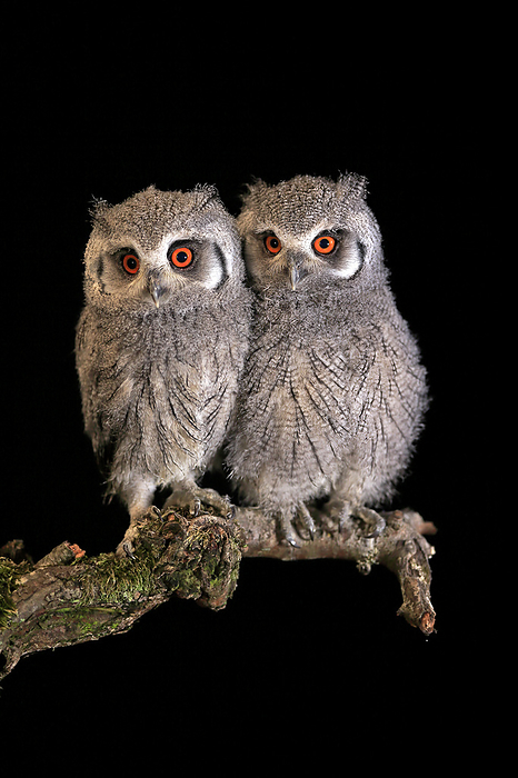 Suedbuescheleule Southern White Faced Owl,  Ptilopsis granti , two young siblings sitting on branch at night, captive, Africa