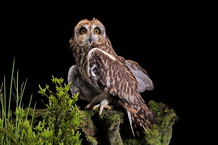 Sumpfohreule Short eared owl,  Asio flammeus , adult sitting on branch at night alert, Great Britain, Europe