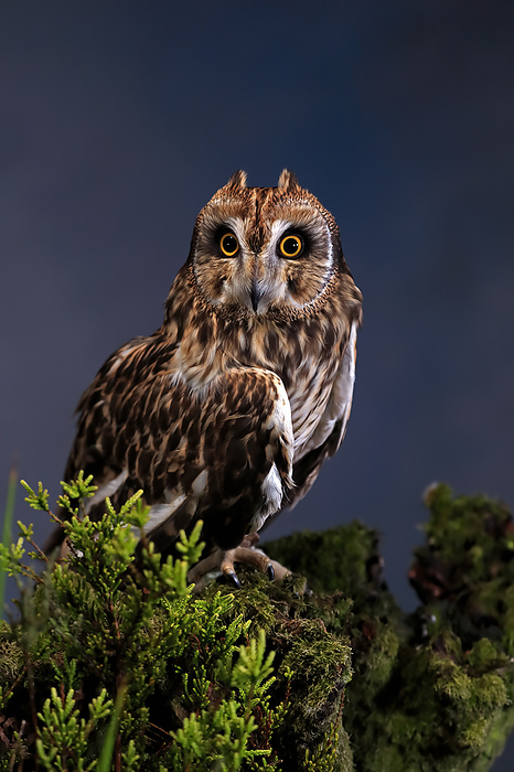 Sumpfohreule Short eared owl,  Asio flammeus , adult sitting on branch at night portrait, Great Britain, Europe