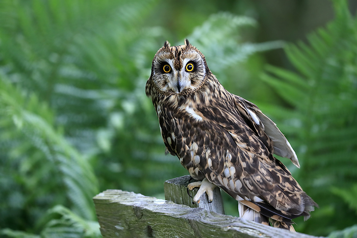 Sumpfohreule Short eared owl,  Asio flammeus , adult sitting on branch alert, Great Britain, Europe