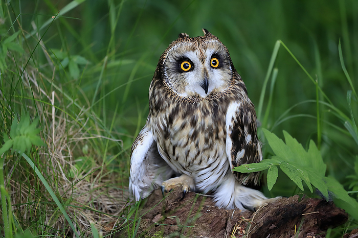 Sumpfohreule Short eared owl,  Asio flammeus , adult sitting on ground alert, Great Britain, Europe