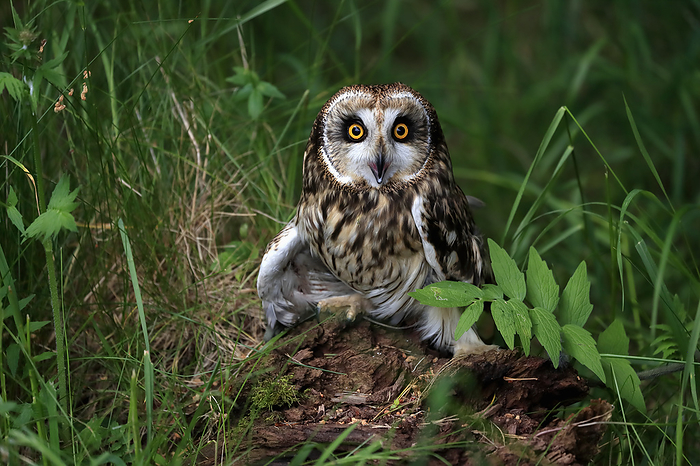 Sumpfohreule Short eared owl,  Asio flammeus , adult sitting on ground calling, Great Britain, Europe