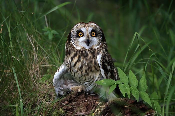 Sumpfohreule Short eared owl,  Asio flammeus , adult sitting on ground calling, Great Britain, Europe