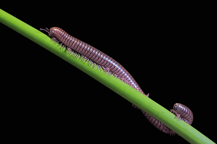 Tausendfuessler Millipedes,  Diplopoda , adult on plant stem at night, Great Britain, Europe