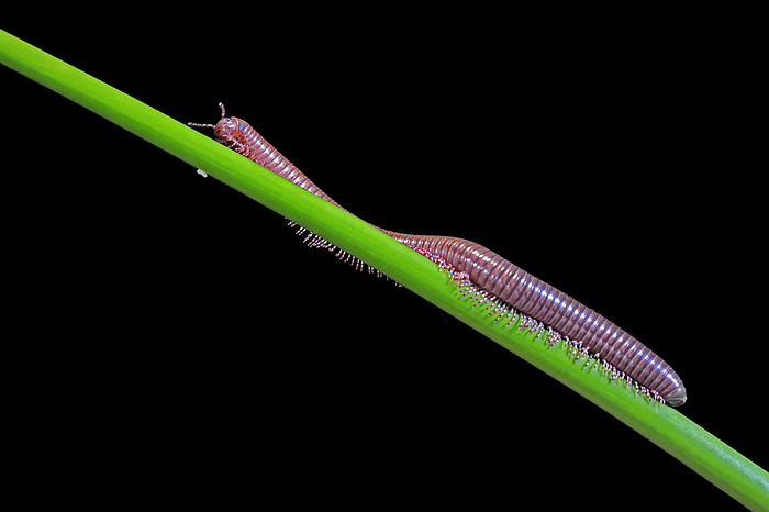 Tausendfuessler Millipedes,  Diplopoda , adult on plant stem at night, Great Britain, Europe