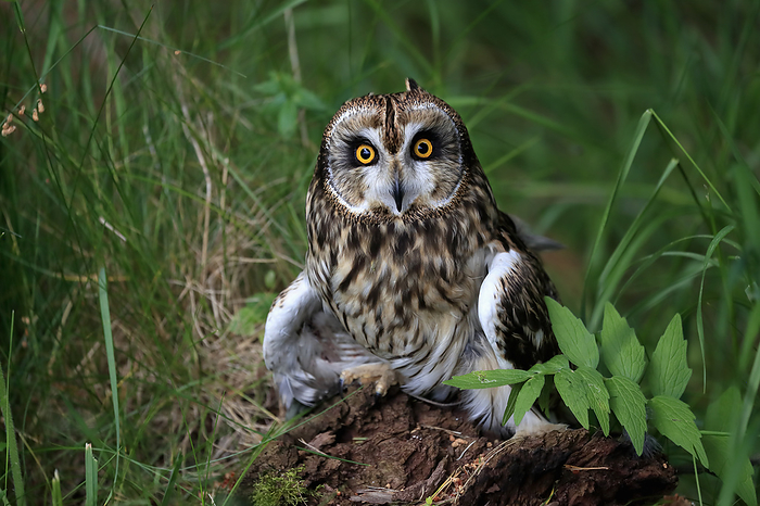 Sumpfohreule Short eared owl,  Asio flammeus , adult sitting on ground alert, Great Britain, Europe