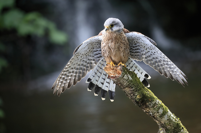 Turmfalke Common Kestrel, Rock Kestrel,  Falco tinnunculus , adult male on branch spreads wings, Scotland, Europe