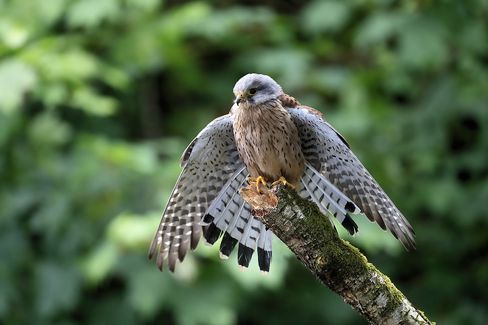 Turmfalke Common Kestrel, Rock Kestrel,  Falco tinnunculus , adult male on branch spreads wings, Scotland, Europe
