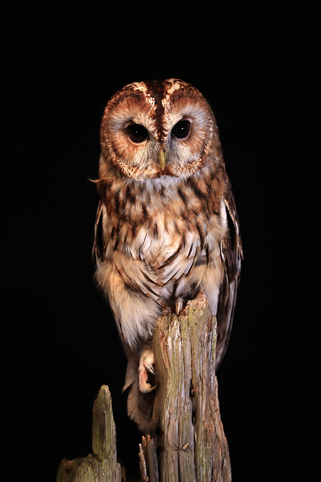 Waldkauz Tawny Owl,  Strix aluco , adult alert on branch at night, Scotland, Europe