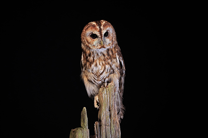 Waldkauz Tawny Owl,  Strix aluco , adult alert on branch at night, Scotland, Europe