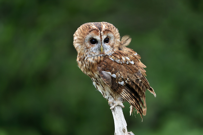 Waldkauz Tawny Owl,  Strix aluco , adult alert on branch, Scotland, Europe