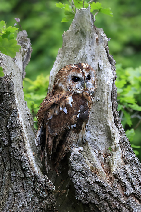 Waldkauz Tawny Owl,  Strix aluco , adult alert on tree trunk, Scotland, Europe