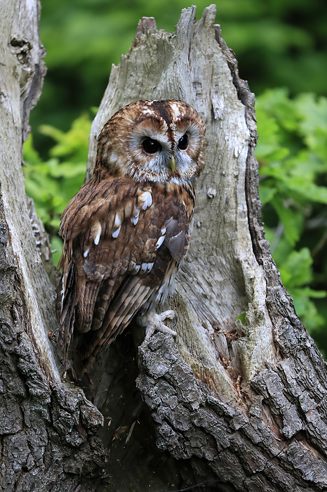 Waldkauz Tawny Owl,  Strix aluco , adult alert on tree trunk, Scotland, Europe