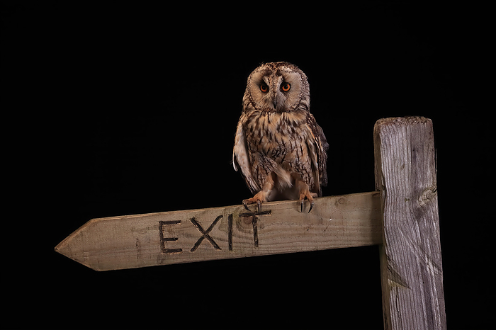 Waldohreule Long Eared Owl,  Asio otus , adult alert on signpost at night, Scotland, Europe