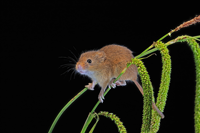 Zwergmaus Eurasian harvest mouse,  Micromys minutus , adult on plant stem searching for food at night, Scotland, Europe