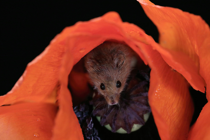 Zwergmaus Eurasian harvest mouse,  Micromys minutus , adult on bloom of common poppy searching for food at night, Scotland, Europe