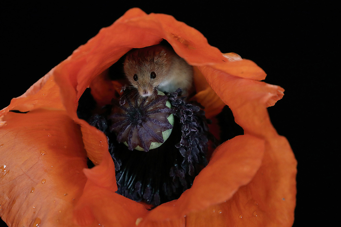 Zwergmaus Eurasian harvest mouse,  Micromys minutus , adult on bloom of common poppy searching for food at night, Scotland, Europe