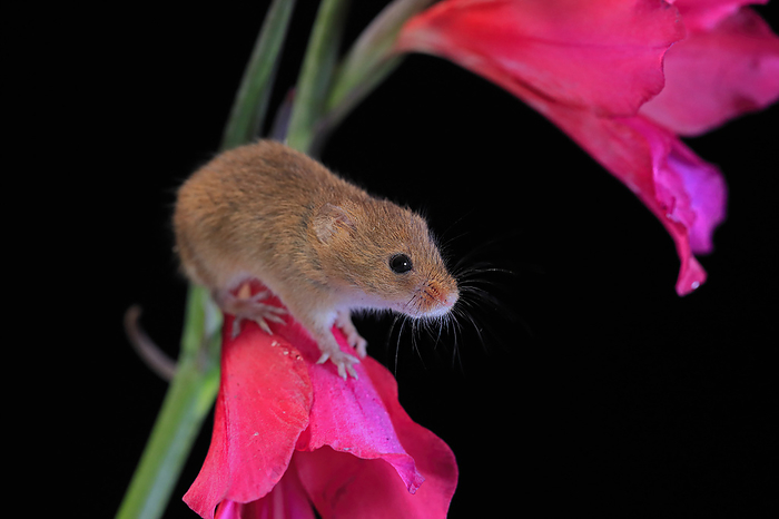 Zwergmaus Eurasian harvest mouse,  Micromys minutus , adult on blooming plant stem searching for food at night, Scotland, Europe
