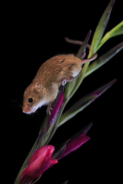 Zwergmaus Eurasian harvest mouse,  Micromys minutus , adult on blooming plant stem searching for food at night, Scotland, Europe