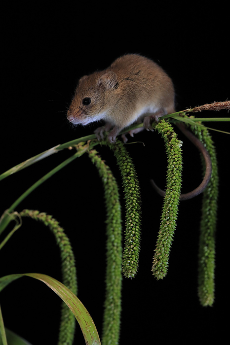 Zwergmaus Eurasian harvest mouse,  Micromys minutus , adult on plant stem searching for food at night, Scotland, Europe