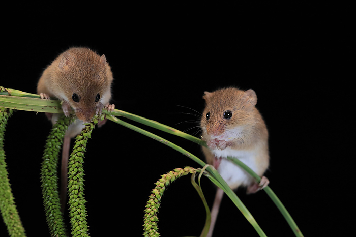 Zwergmaus Eurasian harvest mouse,  Micromys minutus , two adults on plant stem searching for food at night, Scotland, Europe