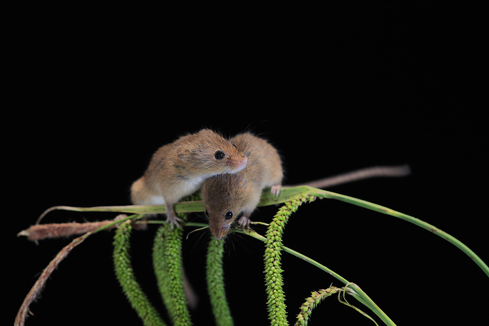 Zwergmaus Eurasian harvest mouse,  Micromys minutus , two adults on plant stem searching for food at night, Scotland, Europe