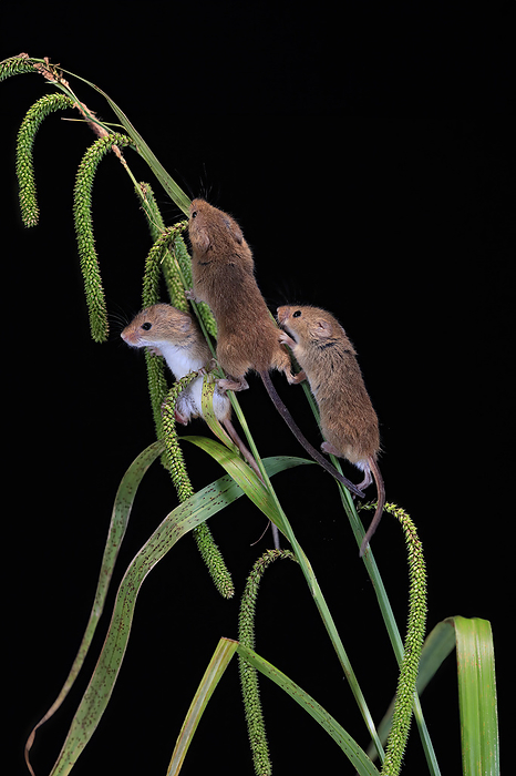 Zwergmaus Eurasian harvest mouse,  Micromys minutus , three adults on plant stem searching for food at night, Scotland, Europe
