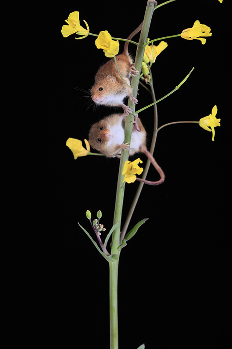 Zwergmaus Eurasian harvest mouse,  Micromys minutus , two adults on blooming plant stem searching for food at night, Scotland, Europe