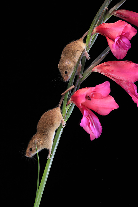 Zwergmaus Eurasian harvest mouse,  Micromys minutus , two adults on blooming plant stem searching for food at night, Scotland, Europe
