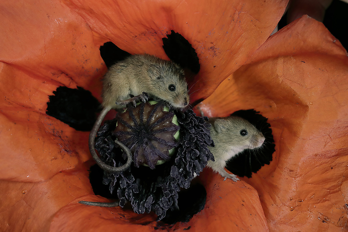 Zwergmaus Eurasian harvest mouse,  Micromys minutus , two adults on bloom of common poppy searching for food at night, Scotland, Europe