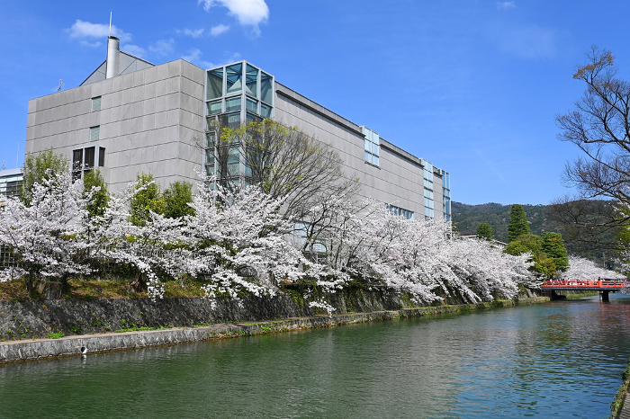 The National Museum of Modern Art, Kyoto viewed from the Sosui lined with cherry trees