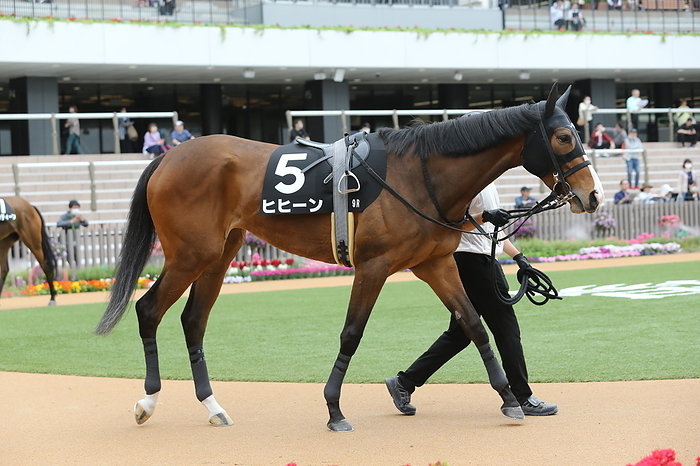 2024 Ayame Prize 2024 04 20 KYOTO 09R Salaried 3years old 1 winner class Ayame Sho 5th   1 favorite Hihin  Kyoto Racecourse in Kyoto, Japan, on April 20, 2024.
